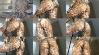 WowArielle - Leopard Ass Trance [FullHD 1080]
